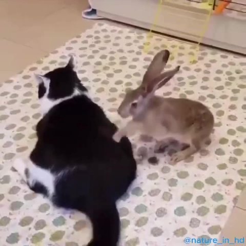 мем