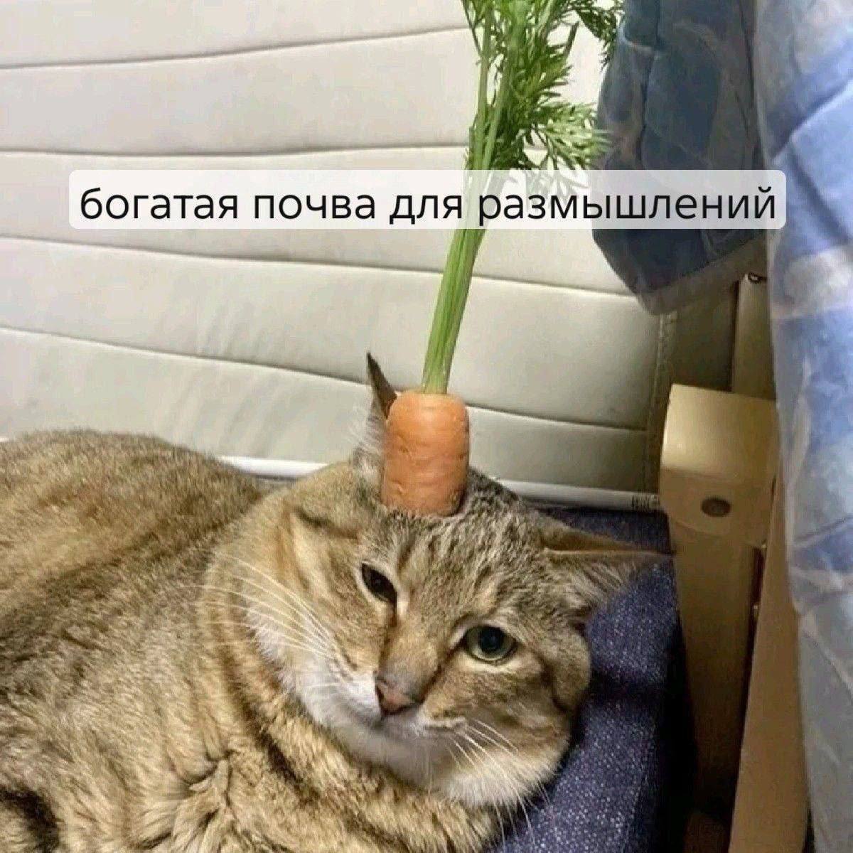 4 у богатая почва для размышлений 4 i 3