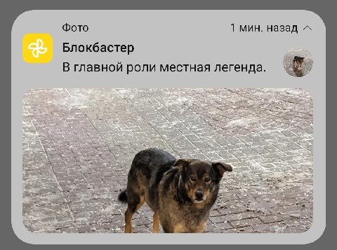 Фото 1 мин. назад Блокбастер В главной роли местная легенда. че