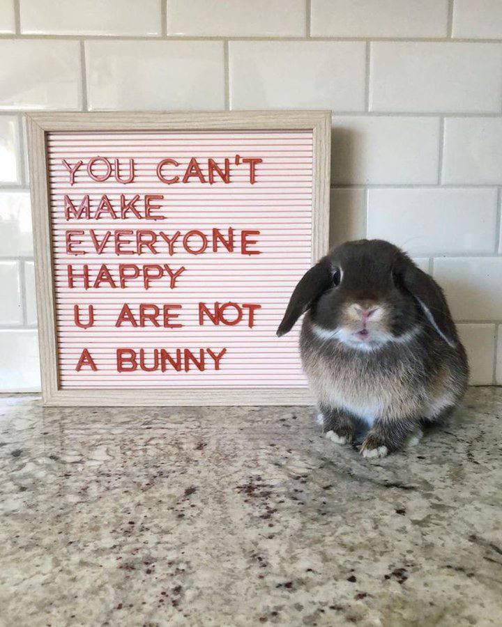 CAN'T EVERYONE HAPPY $2 ЕЕ ARE NOF A BUNNY 53 7%