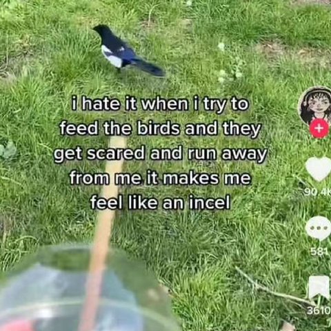 hate it when try to feed the birds and they get scared and run away from me it me 90.41 feel like incel 281