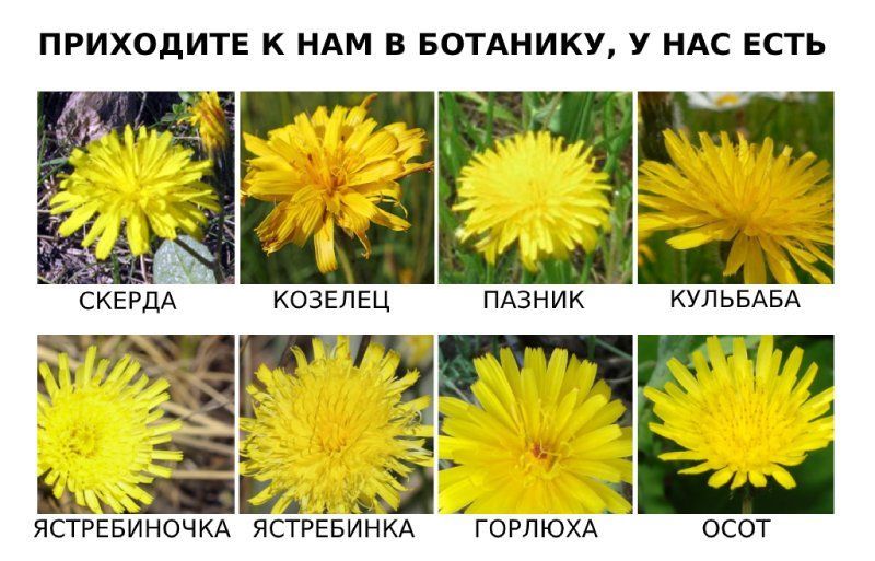 ПРИХОДИТЕ К НАМ В БОТАНИКУ, У НАС ЕСТЬ у. hag у 5) СКЕРДА КОЗЕЛЕЦ ПАЗНИК КУЛЬБАБА a A a ЯСТРЕБИНОЧКА ЯСТРЕБИНКА ГОРЛЮХА OCOT