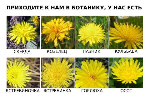 ПРИХОДИТЕ К НАМ В БОТАНИКУ, У НАС ЕСТЬ у. hag у 5) СКЕРДА КОЗЕЛЕЦ ПАЗНИК КУЛЬБАБА a A a ЯСТРЕБИНОЧКА ЯСТРЕБИНКА ГОРЛЮХА OCOT
