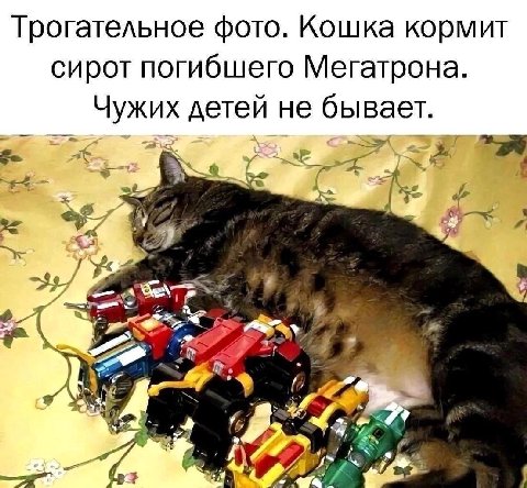 Трогательное фото. Кошка кормит сирот погибшего Мегатрона. Чужих детей не бывает. a 4 4 a7