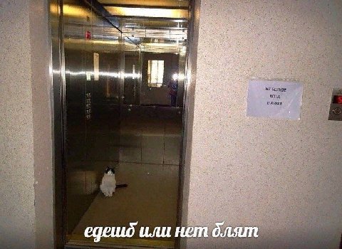 3) едешд или нет блят