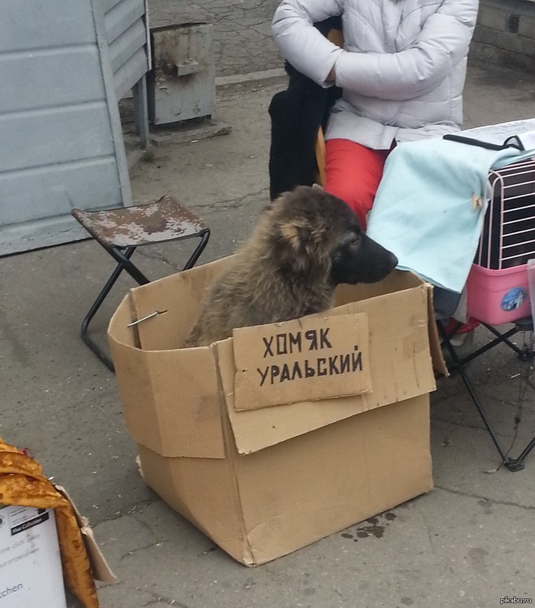 у а 7: УРАЛЬСКИЙ on с 4 а :4 4 и 4 я 2 4