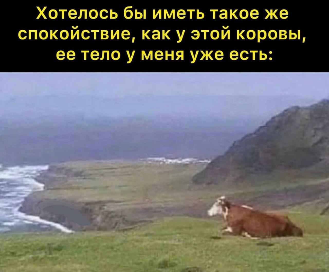 Хотелось бы иметь такое же спокойствие, как у этой коровы, ее тело у меня уже есть: