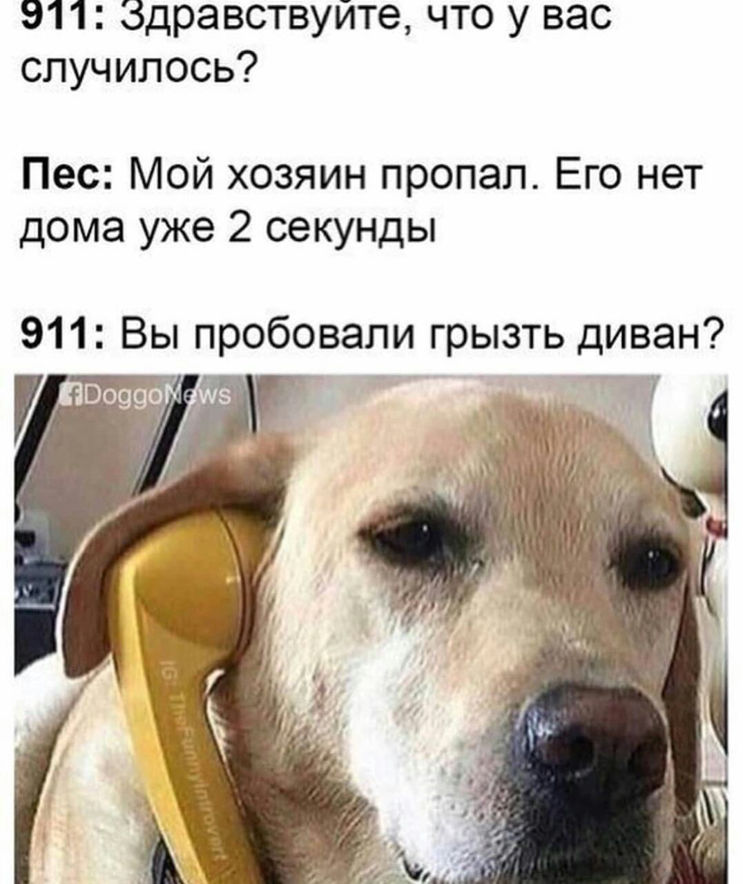 911: что у вас случилось? Пес: Мой хозяин пропал. Его нет дома уже 2 секунды 911: Вы пробовали грызть диван? i a 4 4 „а 7