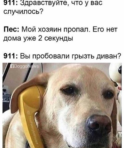 911: что у вас случилось? Пес: Мой хозяин пропал. Его нет дома уже 2 секунды 911: Вы пробовали грызть диван? i a 4 4 „а 7
