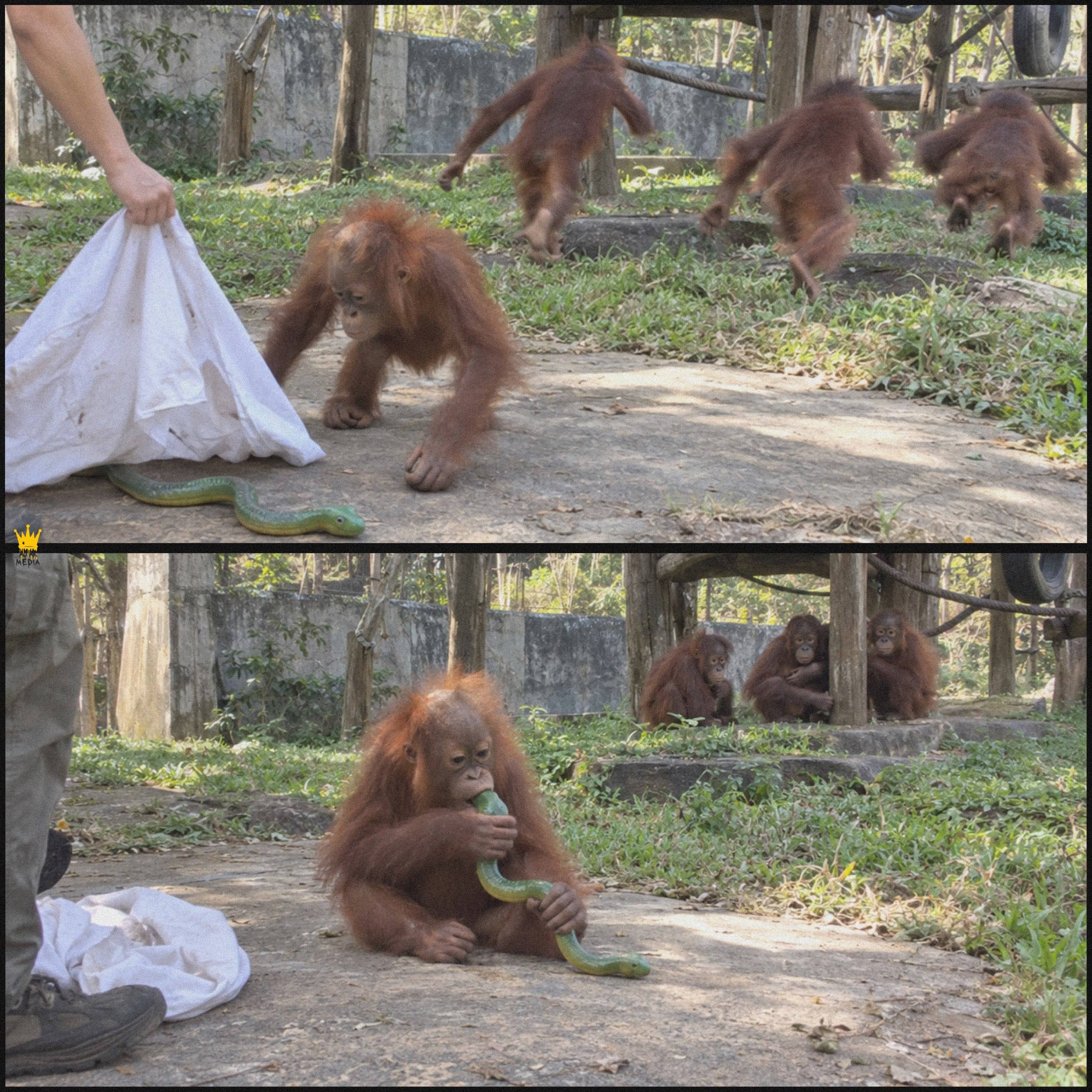 A young orangutan failed his “snake test” after weeks of training, and now he’ll have to wait a little longer before returning to the wild.

Wildlife staff had been preparing several rescued young ora