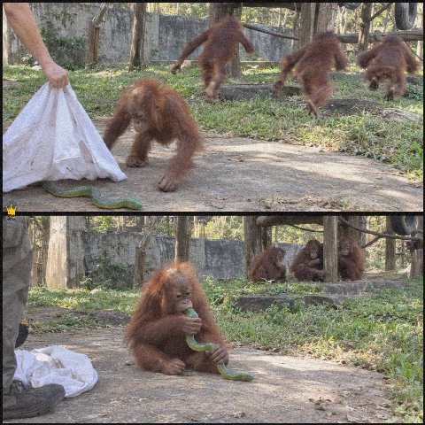 A young orangutan failed his “snake test” after weeks of training, and now he’ll have to wait a little longer before returning to the wild.

Wildlife staff had been preparing several rescued young ora