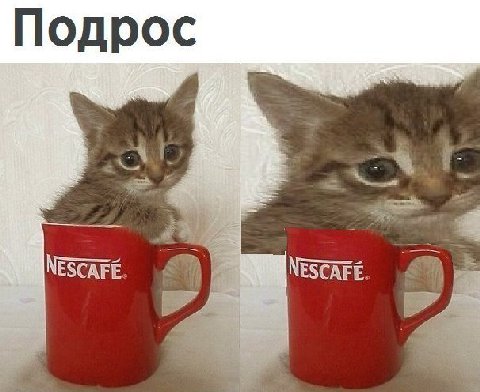 Подрос NESCAFE. NESCAFE.