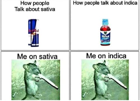 Ном/ реоре How people talk about indica Talk about sativa Me on sativa Me on indica a Pye vee