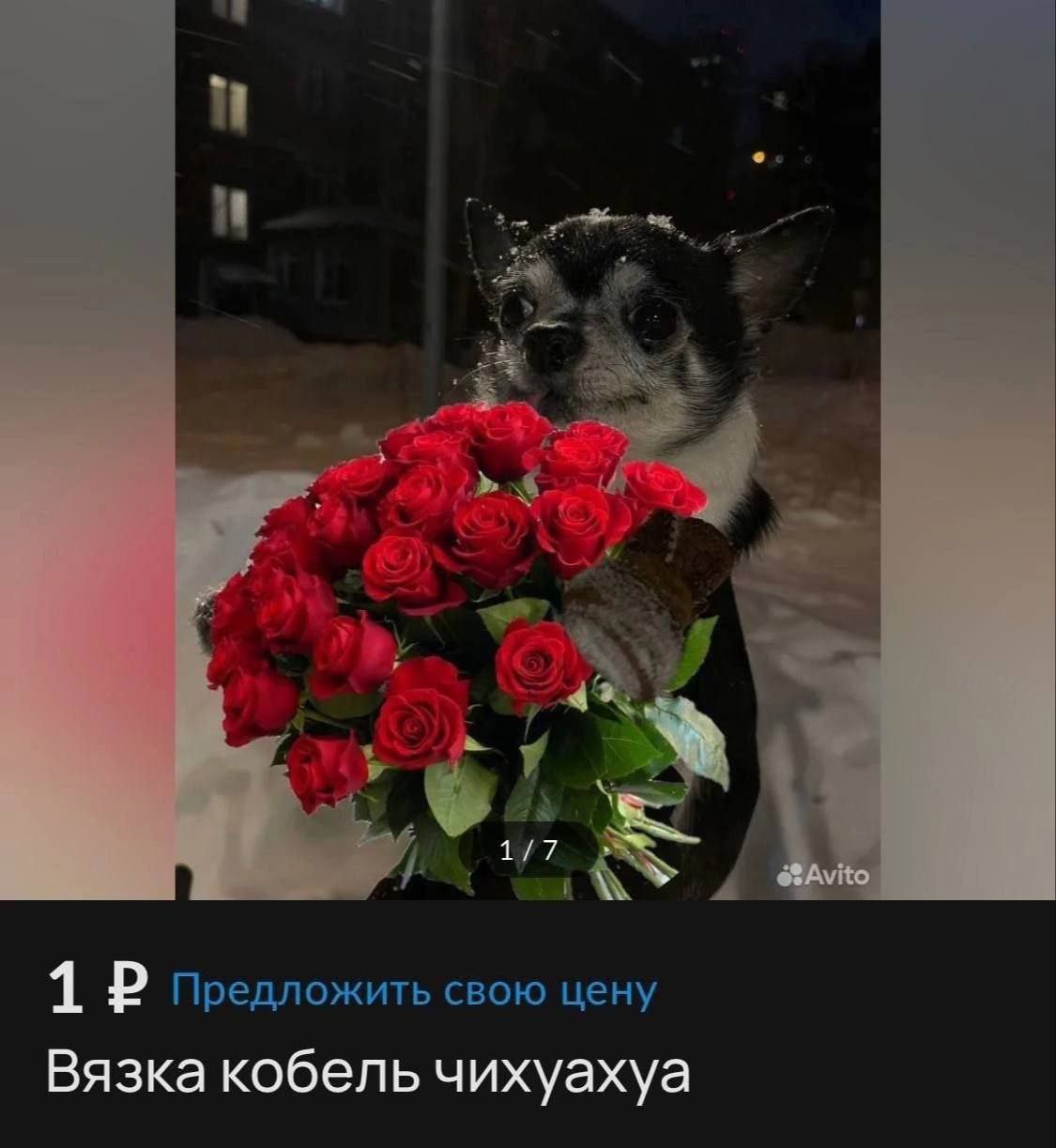 и 2 he 7, 1 предложить свою цену Вязка кобель чихуахуа