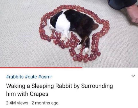#rabbits #cute #asmr Waking a Sleeping Rabbit Surrounding him with Grapes views 2 months ago