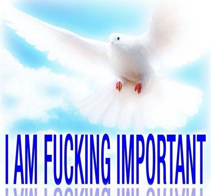 AN FUCKING PORTANT
