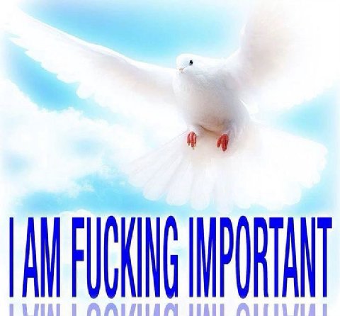 AN FUCKING PORTANT