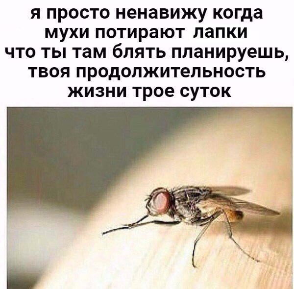 Я просто ненавижу когда мухи потирают лапки что ты там блять планируешь, твоя продолжительность жизни трое суток