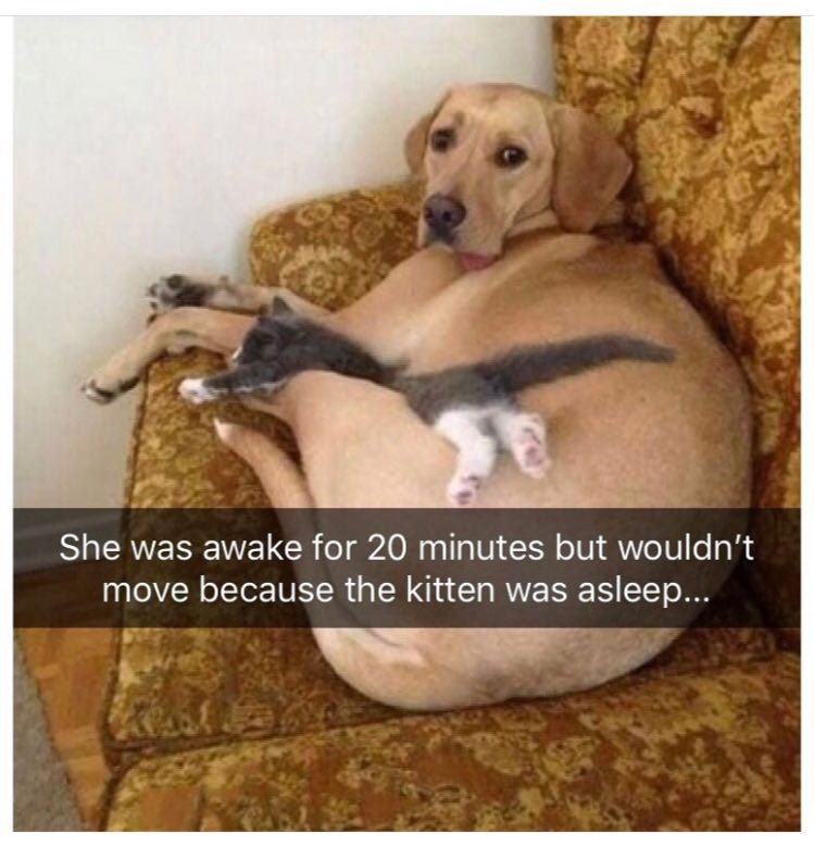 She was awake for 20 minutes but wouldn't move because the kitten was asleep...