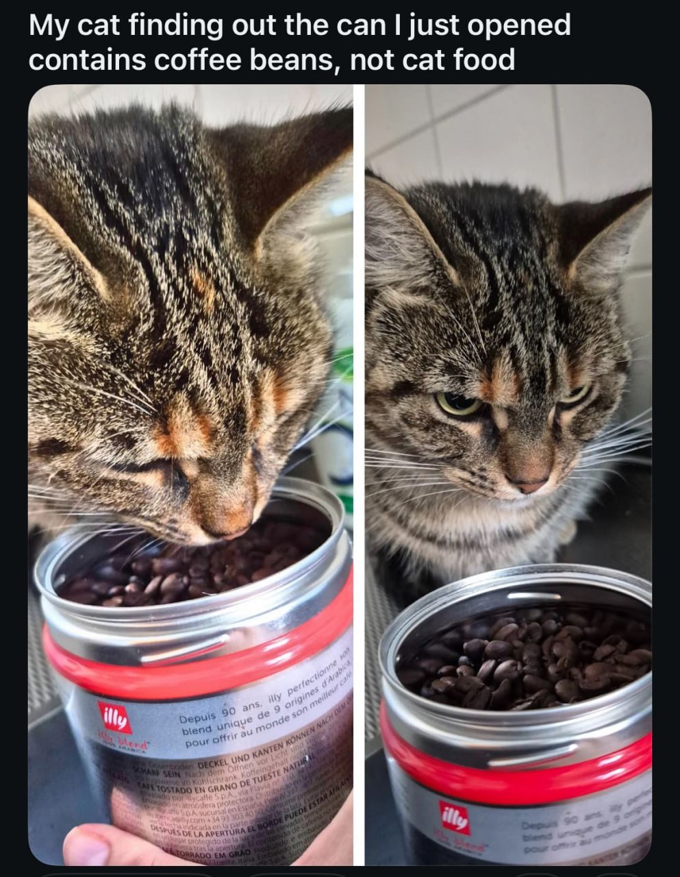 My cat finding out the can just opened contains coffee beans, not cat food 8 3 4