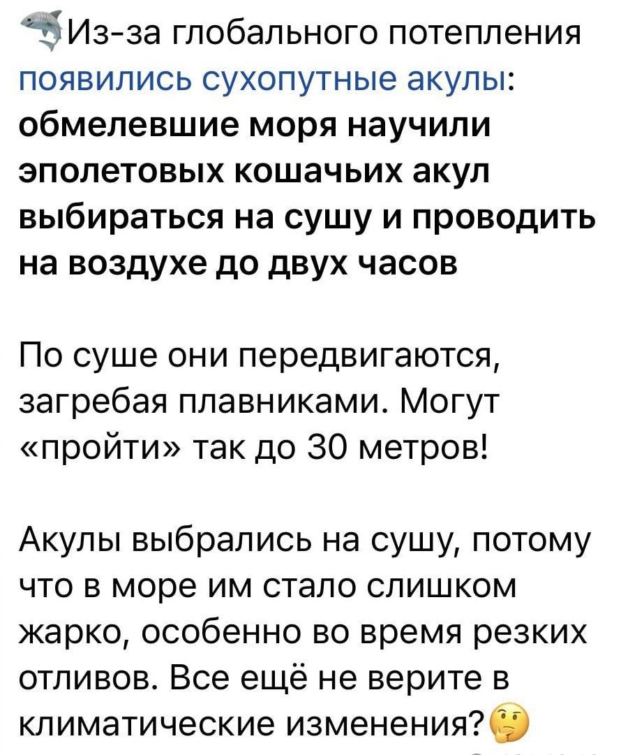 Из-за глобального потепления появились сухопутные акулы: обмелевшие моря научили эполетовых кошачьих акул выбираться на сущу и проводить на воздухе до двух часов По суше они передвигаются, загребая пл