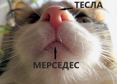 ЕСЛА ЛЕС