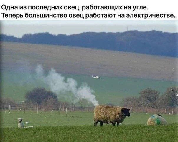Одна из последних овец, работающих на угле. Теперь большинство овец работают на электричестве.