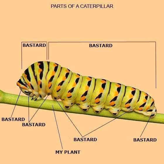 PARTS OF A CATERPILLAR BASTARD BAS BASTARD BASTARD BASTARD MY PLANT