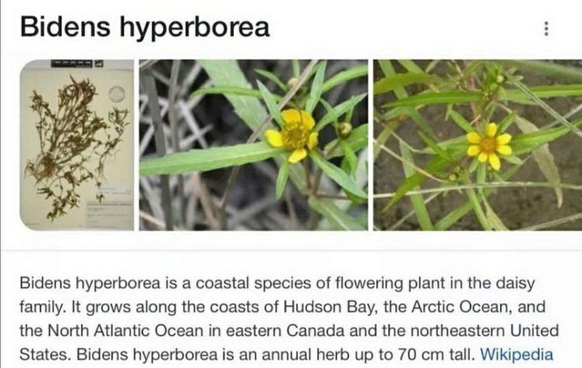 Bidens Bidens hyperborea is a coastal species of flowering plant in the daisy family. It grows along the coasts of Hudson Bay, the Arctic Ocean, and the North Atlantic Ocean in eastern Canada and the 