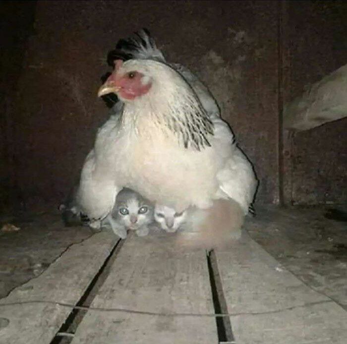 4 у