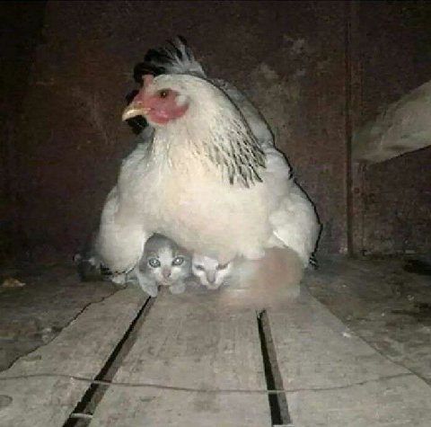 4 у