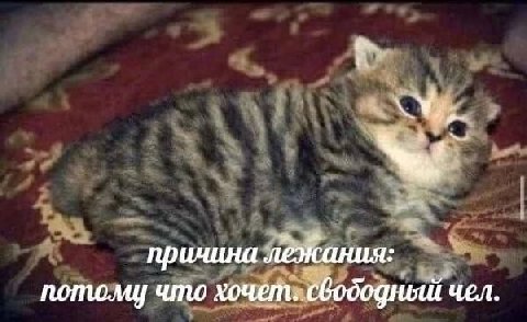 причина потому что хочет: бвододный чел