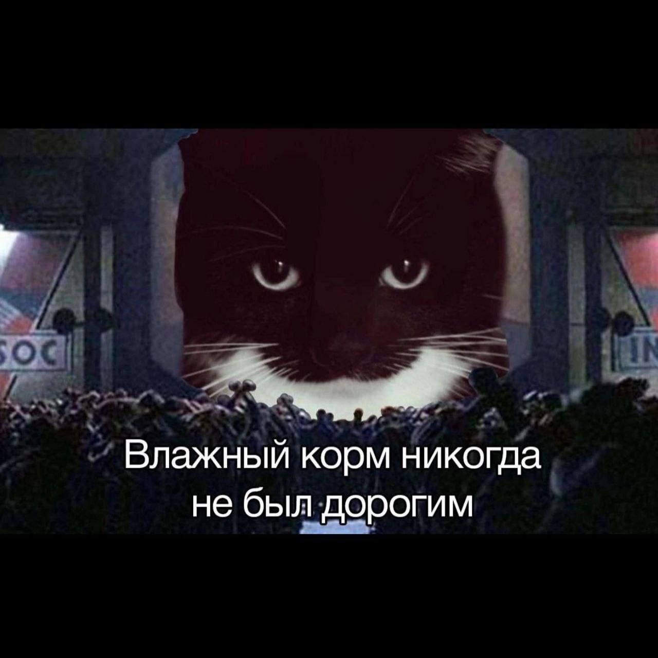Влажный корм никогда не был дорогим