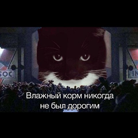 Влажный корм никогда не был дорогим