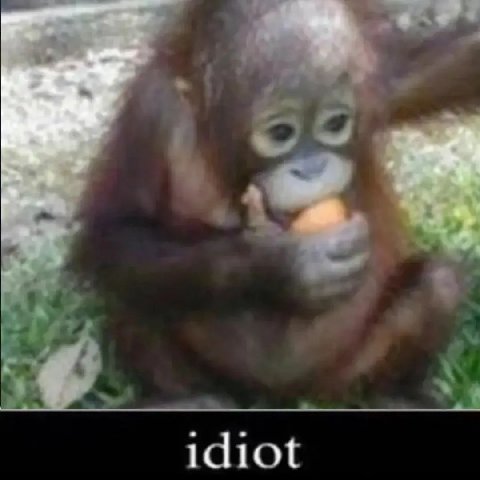 idiot