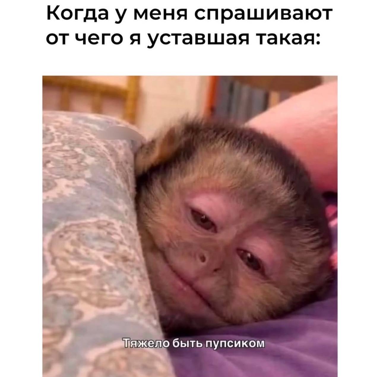 Когда у меня спрашивают от чего я уставшая такая: a бытьпупсиком