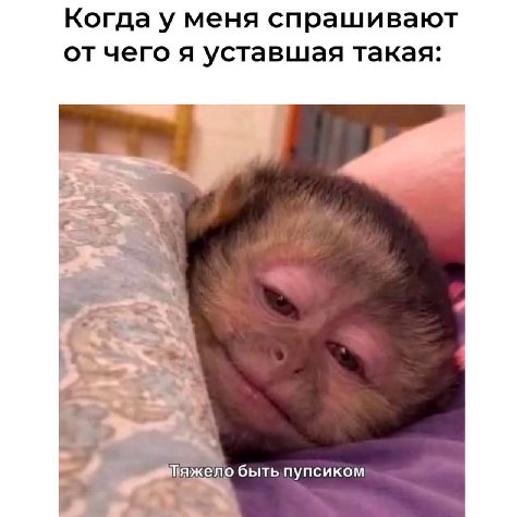 Когда у меня спрашивают от чего я уставшая такая: a бытьпупсиком