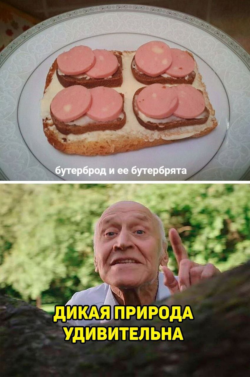 бутерброд и ее бутербрята ДИКАЯ ПРИРОДА УДИВИТЕЛЬНА