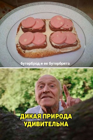 бутерброд и ее бутербрята ДИКАЯ ПРИРОДА УДИВИТЕЛЬНА