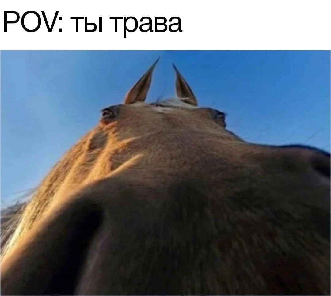 POV: ты трава