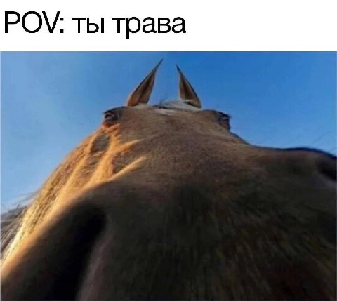 POV: ты трава