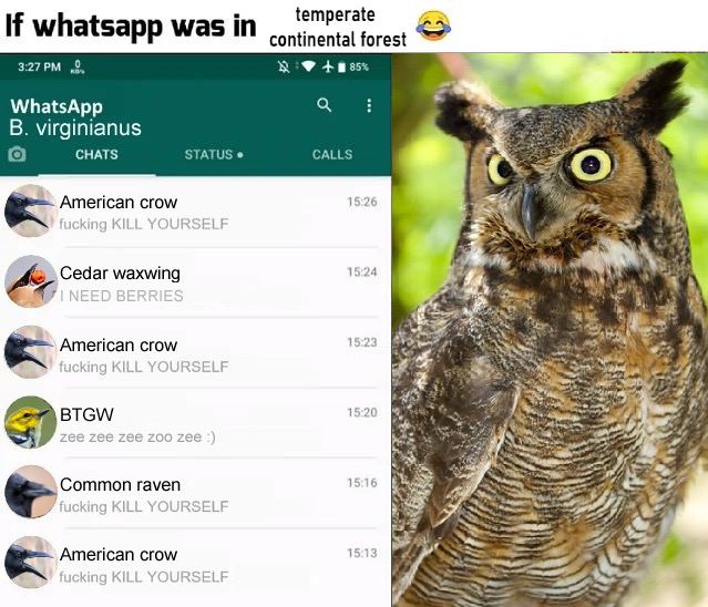 temperate If whatsapp IN 4 a WhatsApp virginianus CHATS STATUS CALLS crow 15:26 tit a icking KILL YOURSELF Cedar waxwing 15:24 American crow 15:23 4 BTGW 1920 zee Zee Zee ZOO Common raven fucking YOUR