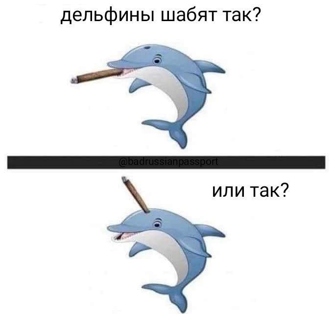 дельфины шабят так? или так?
