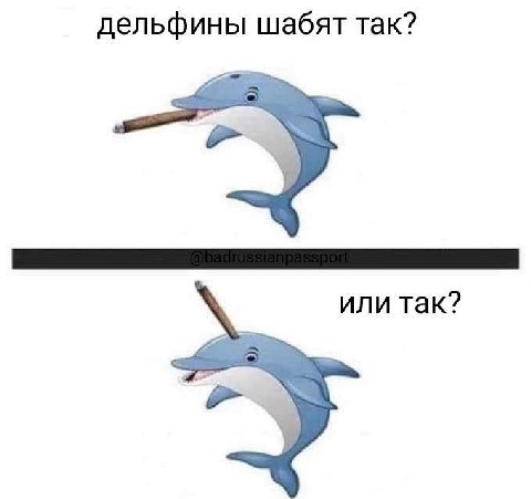 дельфины шабят так? или так?