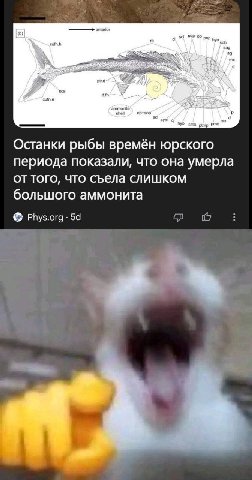 scl рор 3.1 neil ор+зор упр Останки рыбы времён юрского периода показали, что она умерла того, ЧТО СЪела слишком большого аммонита Phys.org