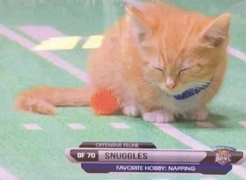 я. 24 ‘OF FAVORITE HOBBY: NAPPING