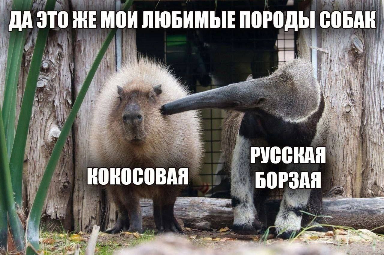 ДА ЭТО ЖЕ МОИ ЛЮБИМЫЕ ПОРОДЫ СОБАК 4 {i dis я it if РУССКАЯ KOK OCOBAR if: БОРЗАЯ a Pid At