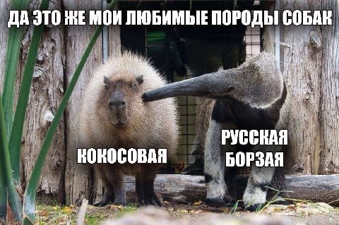 ДА ЭТО ЖЕ МОИ ЛЮБИМЫЕ ПОРОДЫ СОБАК 4 {i dis я it if РУССКАЯ KOK OCOBAR if: БОРЗАЯ a Pid At