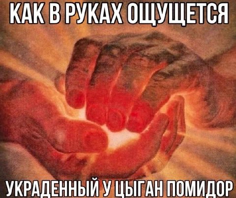 КАК В РУКАХ ОЩУЩЕТСЯ A УКРАПЕННЫЙУ ЦЫГАН ПОМИДОР