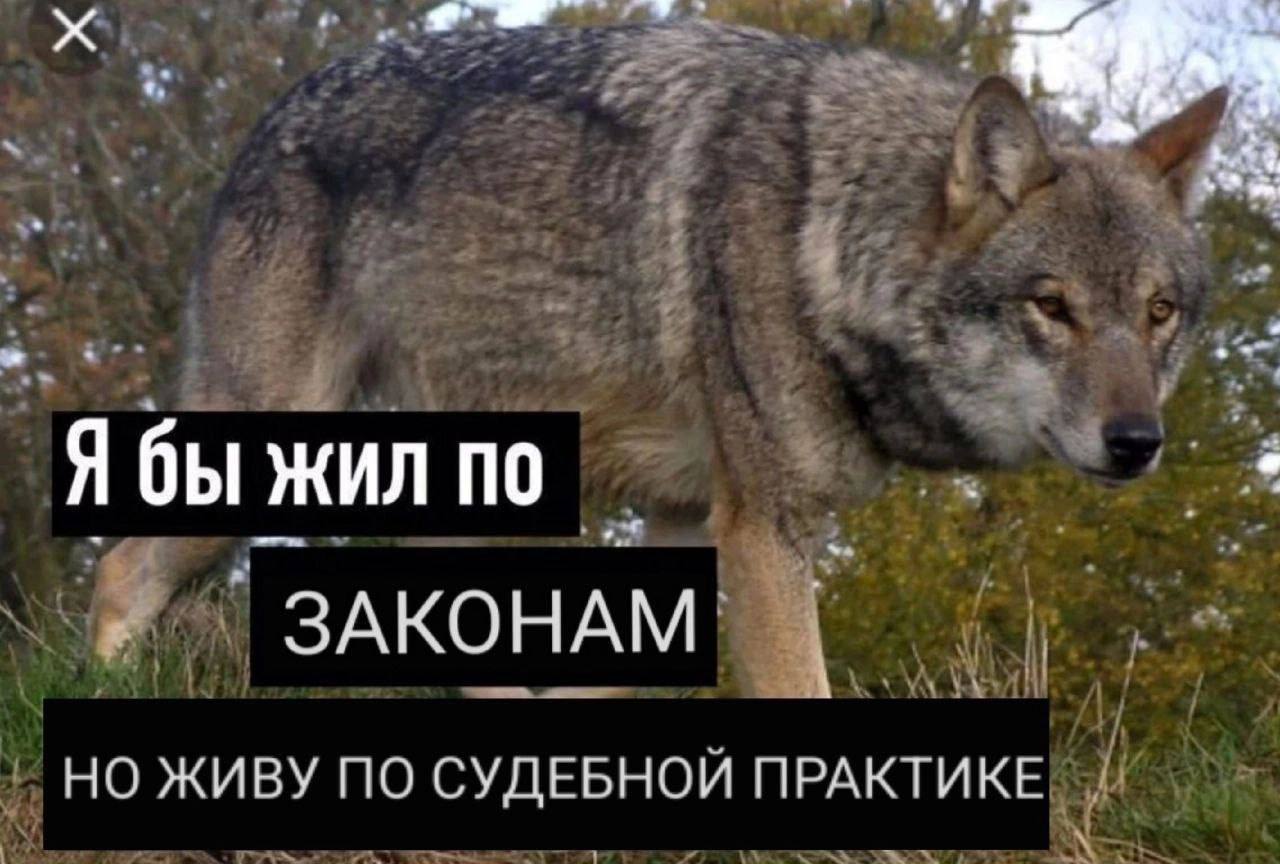 у Я бы жил по ЗАКОНАМ НО ЖИВУ ПО СУДЕБНОИ ПРАКТИКЕ